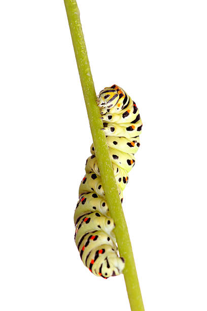 istock green caterpillar of swallowtail 95782648