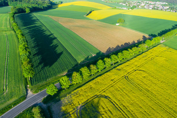 istock Alley, agricultural area - aerial view 957828024