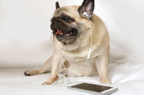 cão da raça pug em fones de ouvido na cama - neutral look audio - fotografias e filmes do acervo