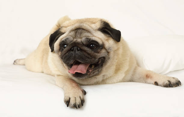 istock Purebred pug dog resting in bed 957828348