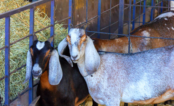 istock Goats confined in the stable. 957832108