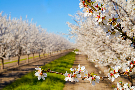 The almonds blossoms in the orchard with green grass in the middle of the rows