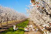 Almonds blossoms in Spring
