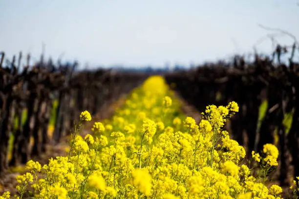 Yellow mustards that grow in between the grape vines in the vineyard in Lodi, CALIFORNIA