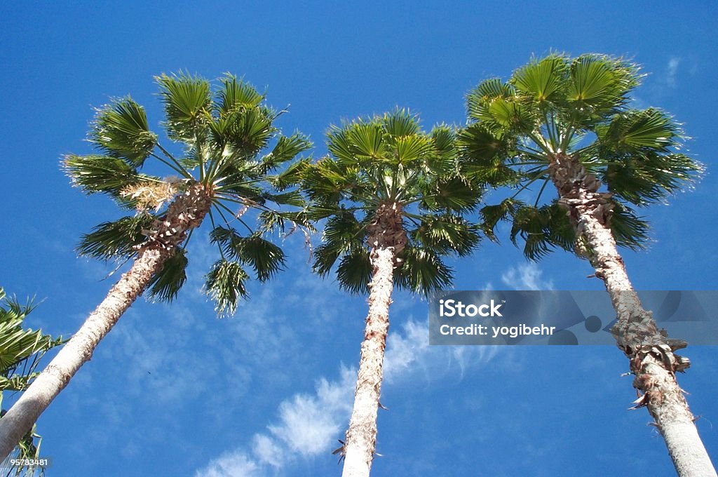 Three Palms - Foto de stock de Aire libre libre de derechos