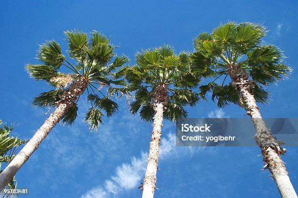 Three Palms - zdjęcia stockowe i więcej obrazów Bez ludzi - Bez ludzi, Chmura, Drzewo