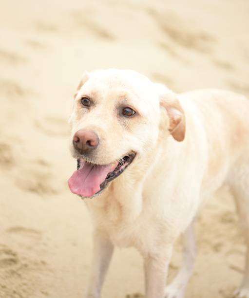 istock Labrador Retriever playing at the beach 957837832