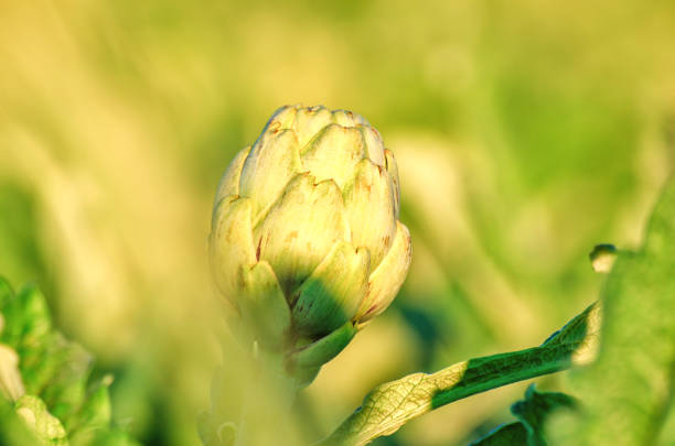 Artichoke on its plant. Casual artichoke field