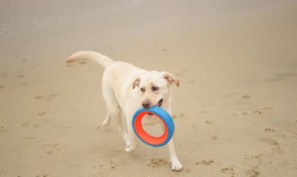 istock Labrador Retriever playing at the beach 957838066