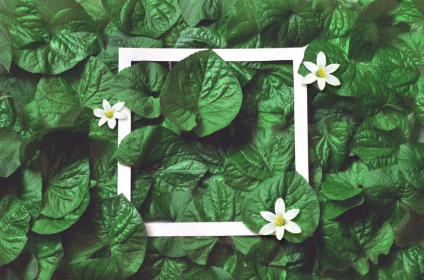 istock Creative layout made of leaves with paper frame. Flat lay. Nature concept 957838130