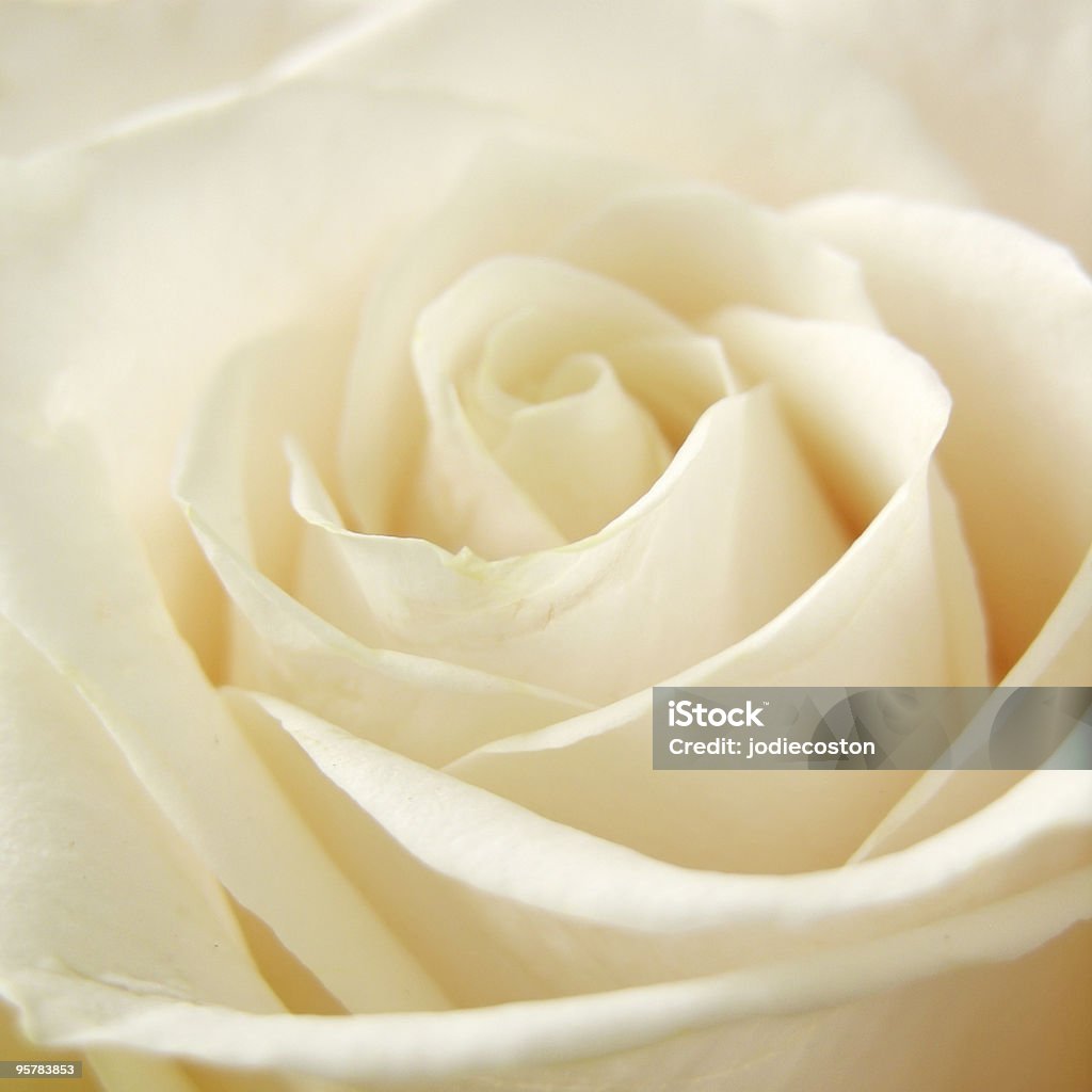White Rose - Zbiór zdjęć royalty-free (Beżowy)