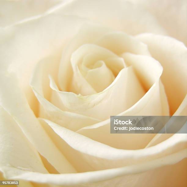 Rosa Branca - Fotografias de stock e mais imagens de Bege - Bege, Rosa - Flor, Beleza natural