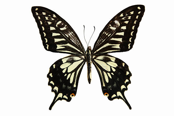 istock Chinese Yellow Swallowtail Butterfly 95783917