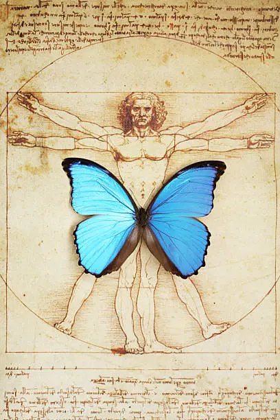 Photo of Butterfly on Vitruvian Man