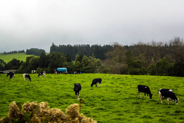 istock Happy Cows grazing on vibrant green field 957841470
