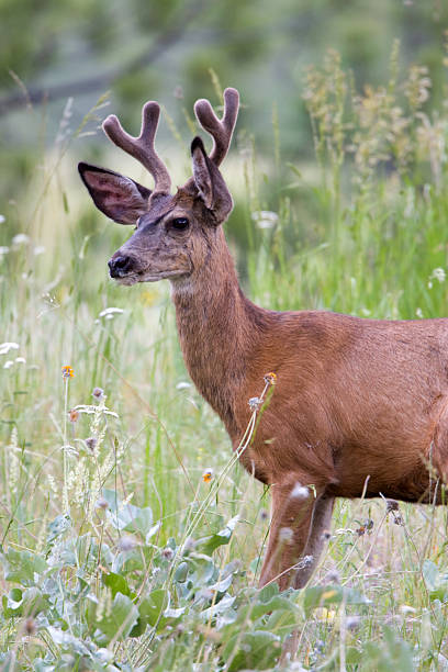 istock Mule Deer - Antler in Velvet 95784240