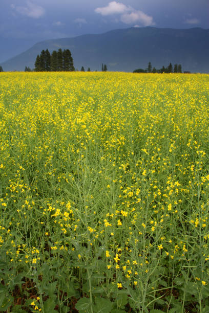 istock Field of Canola 95784264
