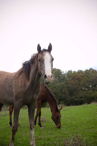 caballo - bilge fotografías e imágenes de stock