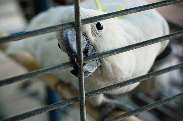 papagaio - bilge - fotografias e filmes do acervo