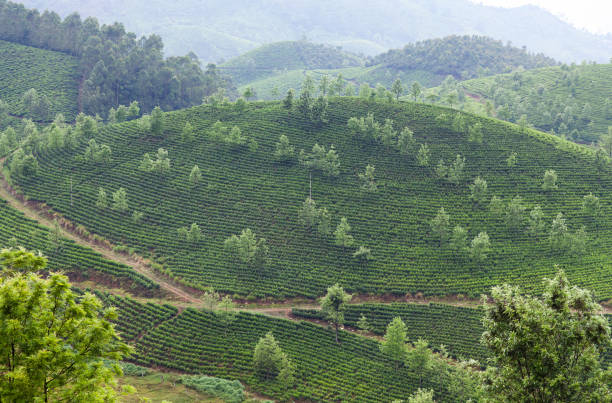 istock Tea plantations in Kerala, South India 957846462