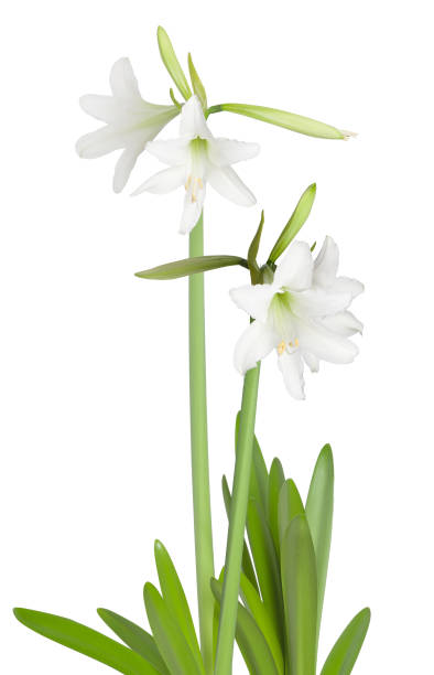 istock Amaryllis Hippeastrum sonatini Swan Lake 957846722