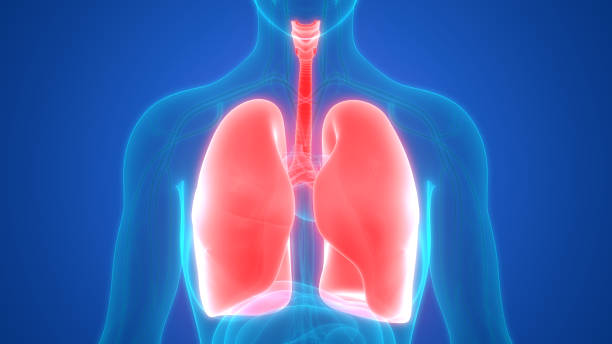 istock Human Respiratory System Lungs Anatomy 957848936