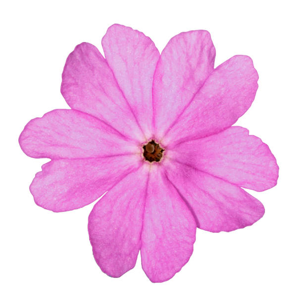 istock one pink primrose flower isolated on white background 957849986