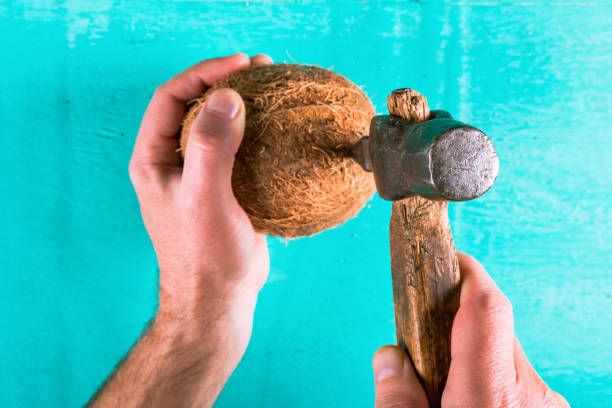 Coconut and an old hammer in the hands. Cracking coconut