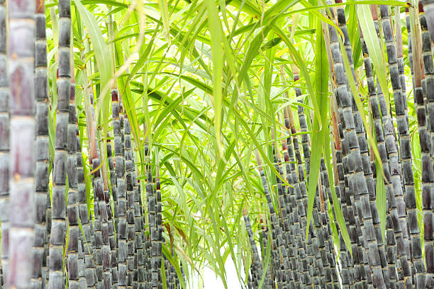 Stalks of sugar cane lined up in rows outside stock photo