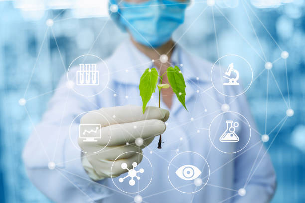 Sample of a plant in the hands of a biotechnologist . Sample of a plant in the hands of a biotechnologist on a blurred background. biochemist photos stock pictures, royalty-free photos & images