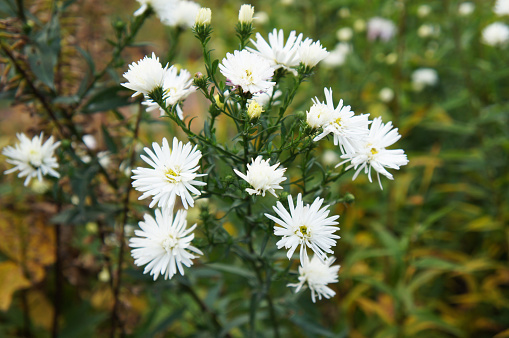 White little aster flowers with green