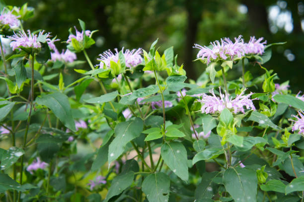 monarde ou abeille baume ou thé horsemint ou oswego, bergamote vert plante aux fleurs violettes - beebalm photos et images de collection