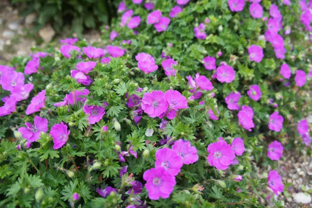 Geranium sanguineum or bloody crane's-bill or bloody geranium pink or purple many flowers with green