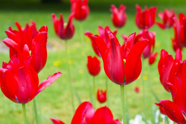 istock Red shine tulip flowers with green 957856648