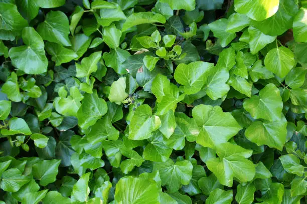 Photo of Hedera hibernica or irish ivy green climbing plant