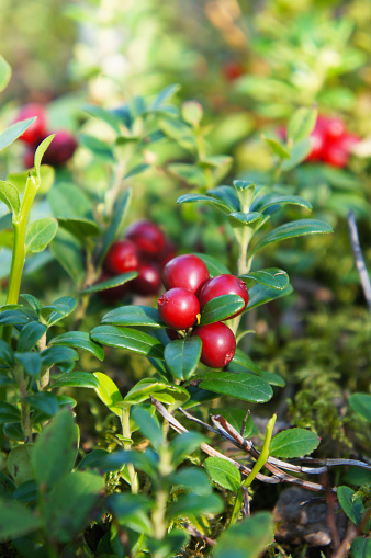 Bush of red bilberries or whortleberries or cowberries or mountain cranberries or foxberry or lingonberry berry