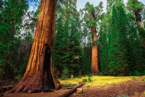 istock Giant Sequoia Forest in California 957861082