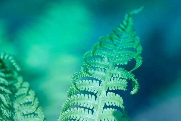 istock Curly navy fern frond in spring forest with sunrise as natural foliage pattern background for card design or wallpaper 957864182
