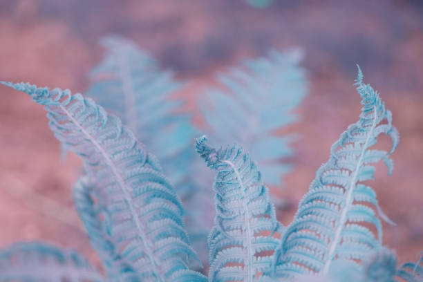 Natural fern leaf closeup. Ornament leaf blue toned photo. Carved fern leaves inverted photo for abstract background. Artistic fern pattern. Tropical nature banner template. Trendy blue fern print detalle de hoja de helecho natural. foto de hoja azul tonificada de ornamento. helecho tallada hojas foto invertida para antecedentes. patrón de helecho artística. plantilla de banner de naturaleza tropical. helecho azul moda de impresión