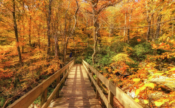 istock Tanawha Trail bridge off the Blue Ridge Parkway 957864802