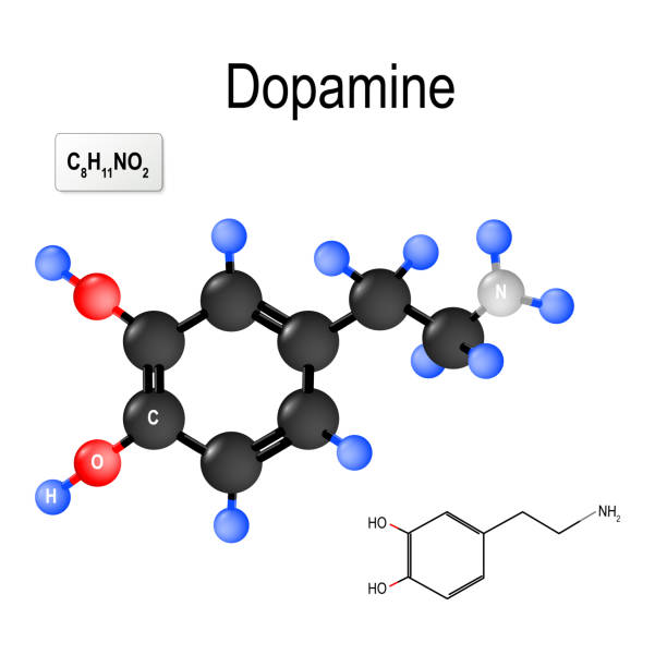 illustrazioni stock, clip art, cartoni animati e icone di tendenza di dopamina. formula chimica strutturale e modello di molecola - phenethylamine