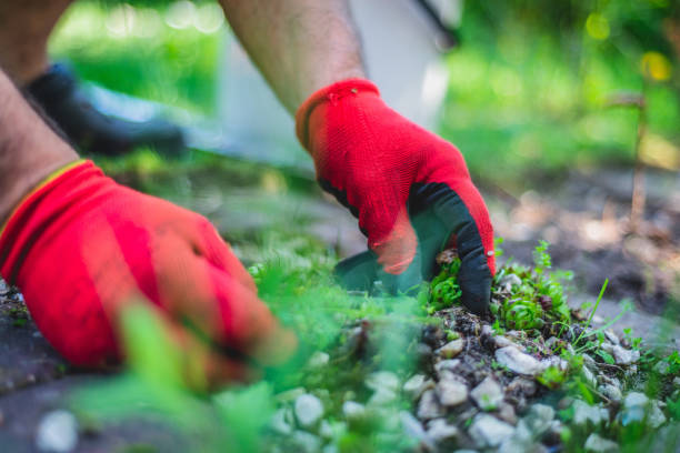 istock Works In Garden and Planting Seedlings. 957867236