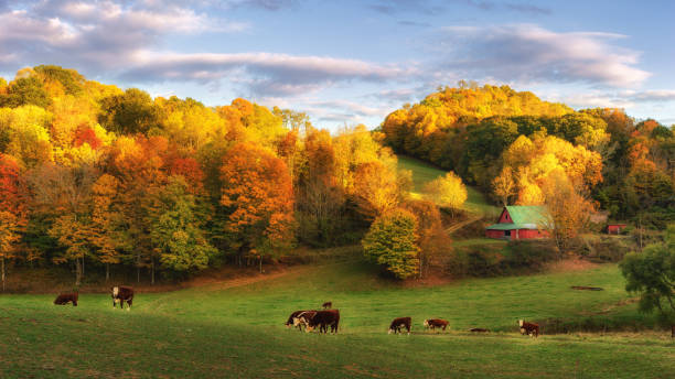 日 - ブーン ノースカロライナの近くの裏道で牛の終わりに秋の畑 - nature tranquil scene sunset orange ストックフォトと画像