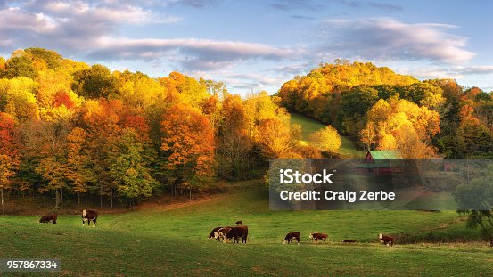 istock Autumn farm at the end of the day - cows on back roads near Boone North Carolina 957867334