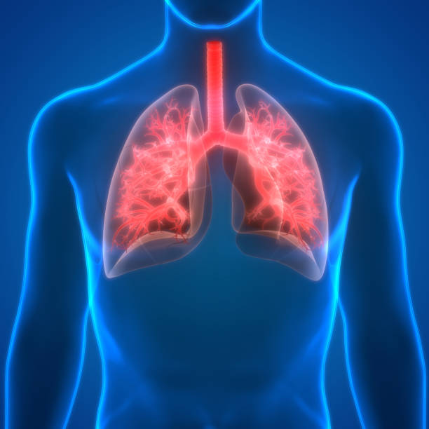 istock Human Respiratory System Lungs Anatomy 957867364