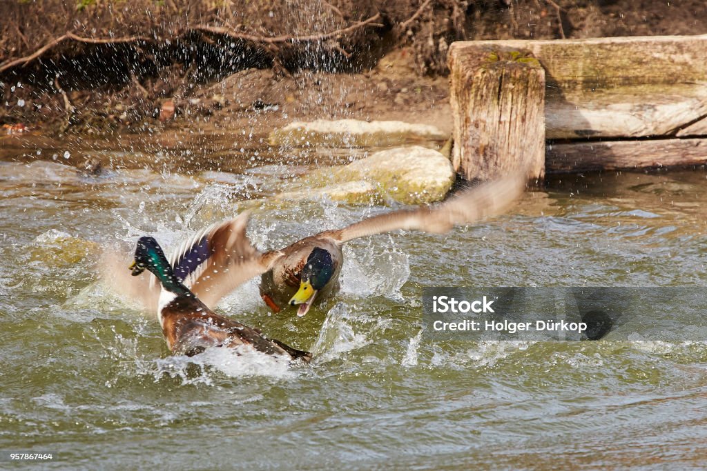 dramatic duck fight Spring in the park - two erpel / ducks fight in the pond Drake - Male Duck Stock Photo