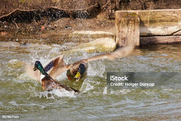 Dramatic Duck Fight Stock Photo - Download Image Now - Drake - Male Duck, Escaping, Flying