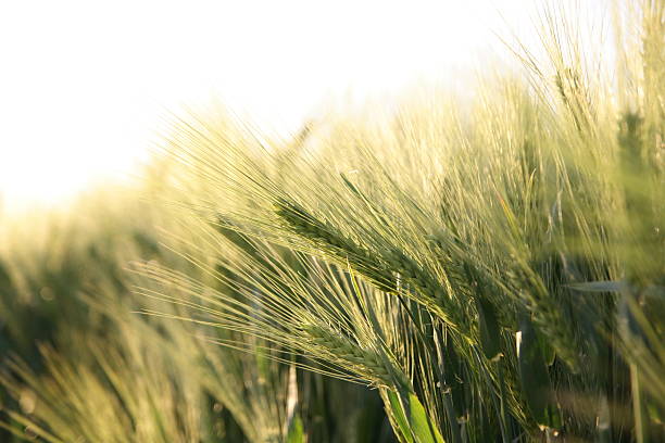 istock Sunny ripe crop - yellow corn field during sunrise 95786754