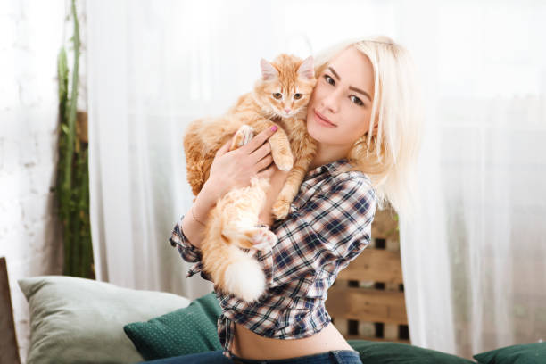Portrait of cute tabby breed cat with green eyes in owner's arms. Soft fluffy purebred straight-eared short hair kitty. Background, copy space, close up. Adorable domestic pet concept.