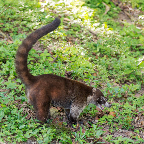 istock Coatimundi At Tikal Guatemala 957868230